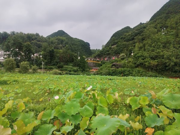 永信证券 “荷叶上的村庄”宜居也宜游，增城携手贵州织金打造农旅融合样板┃穗毕同心⑥
